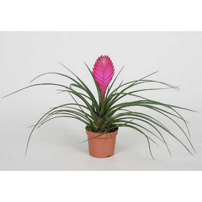 Tillandsia Anita