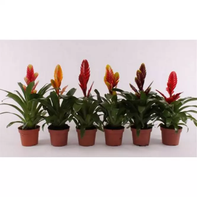 Vriesea mix