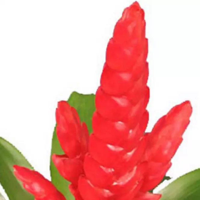 Vriesea Poelmanii