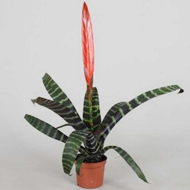 Vriesea Splendens