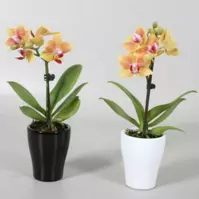 Phalaenopsis mini v keramice 6/35