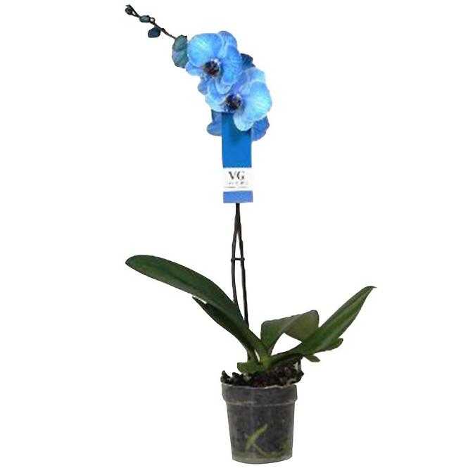Phalaenopsis Royal Blue