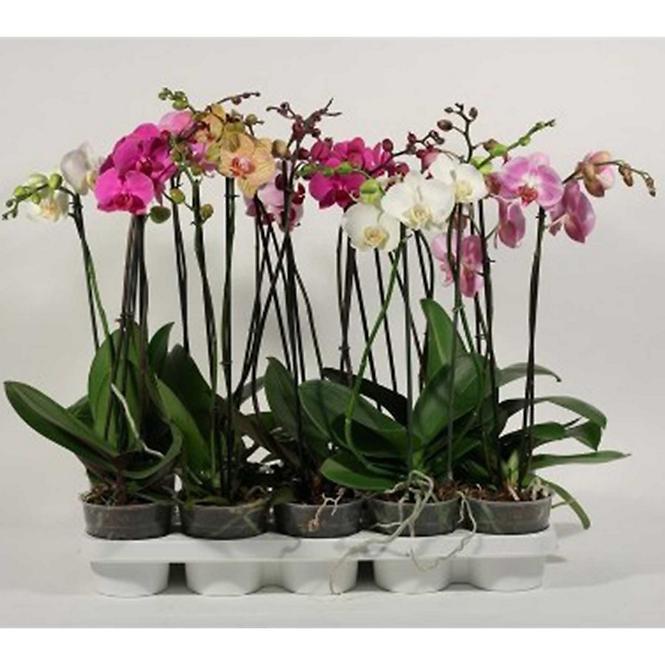 Phalaenopsis mix