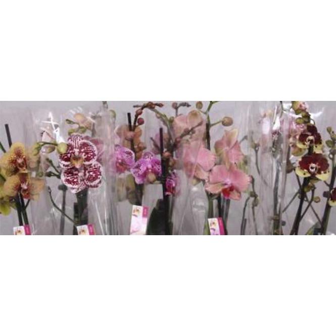 Phalaenopsis 3 pędy