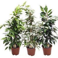 Ficus mix 14/60