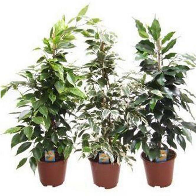 Ficus mix 14/60