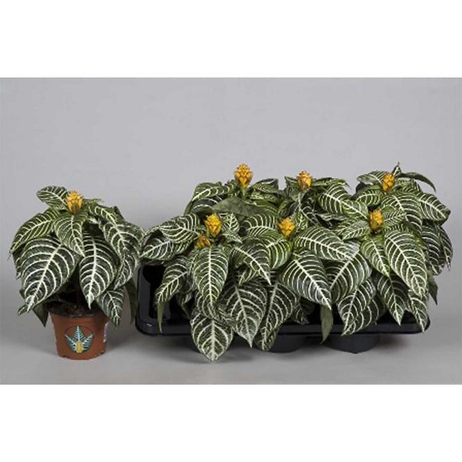 Aphelandra Dania 13/30