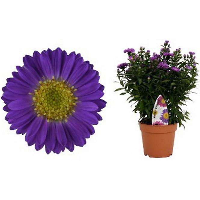 Aster Crown in colours 12/30