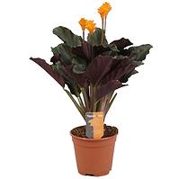 Calathea Crocata 3/4