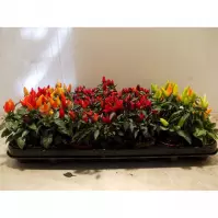 Capsicum annuum mini