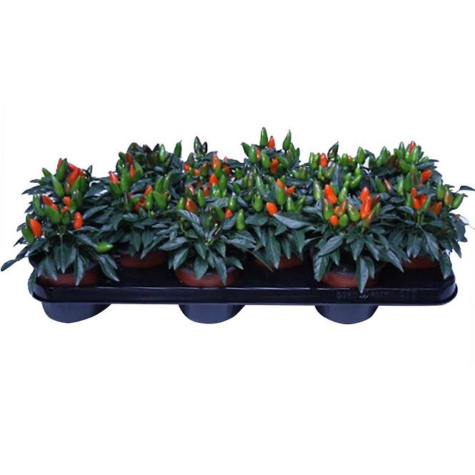 Capsicum annuum