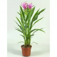 Curcuma