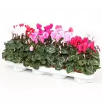 Cyclamen midi mix 16-20