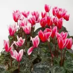 Cyclamen persicum Halios Fantasia 25