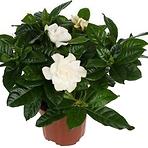 Gardenia jasminoides 13/30