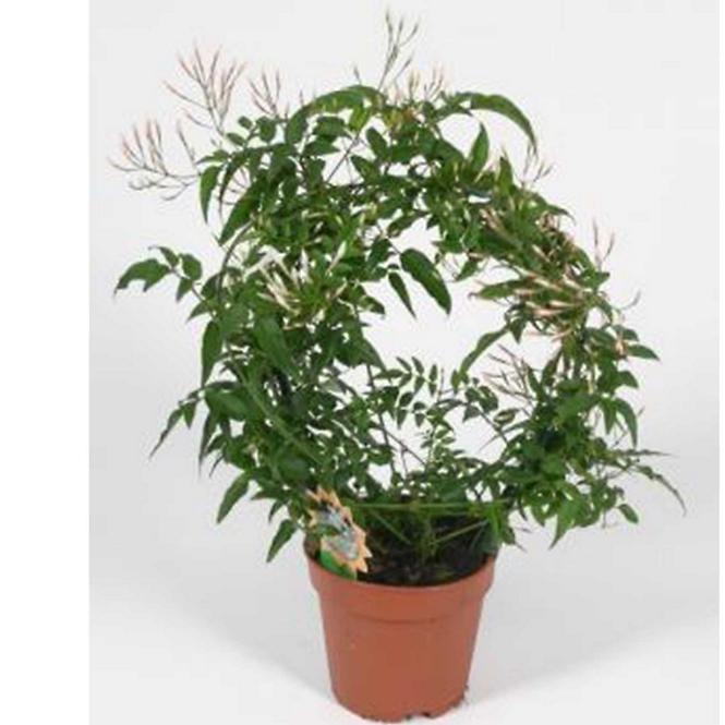 Jasminum Polyanthum 12/45