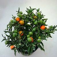 Solanum pseudocapsicum 13/35