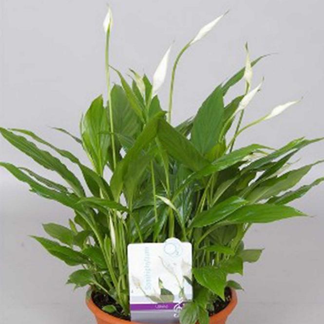 Spathiphyllum 17/60