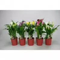 Zantedeschia mix 13/50