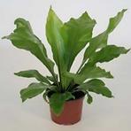 Asplenium Nidus 12/25