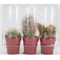 Cactus in Blisters
