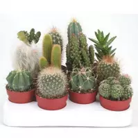 Cactus mix 5/15