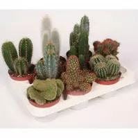 Cactus mix 10/25