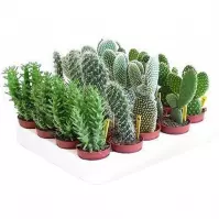Opuntia mixed 5/17