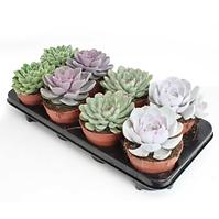 Echeveria mix 12/20