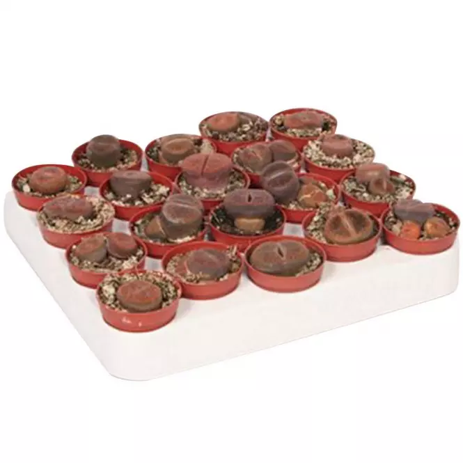 Lithops 5/15