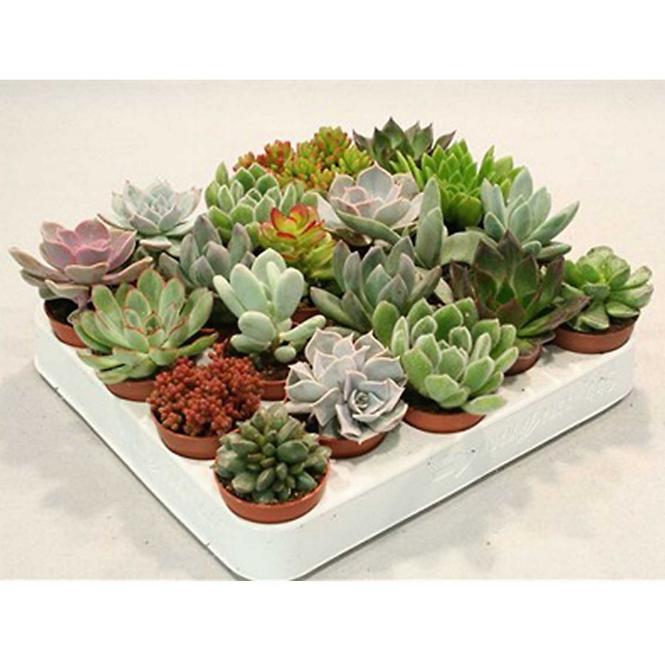 Succulents mix  5/15