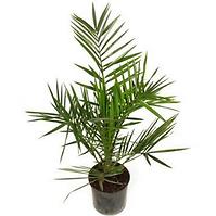 Phoenix canariensis 14/70