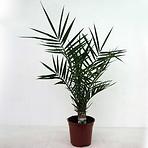 Phoenix canariensis 17/80