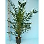 Phoenix canariensis 21/130