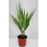 Washingtonia filifer 14/55