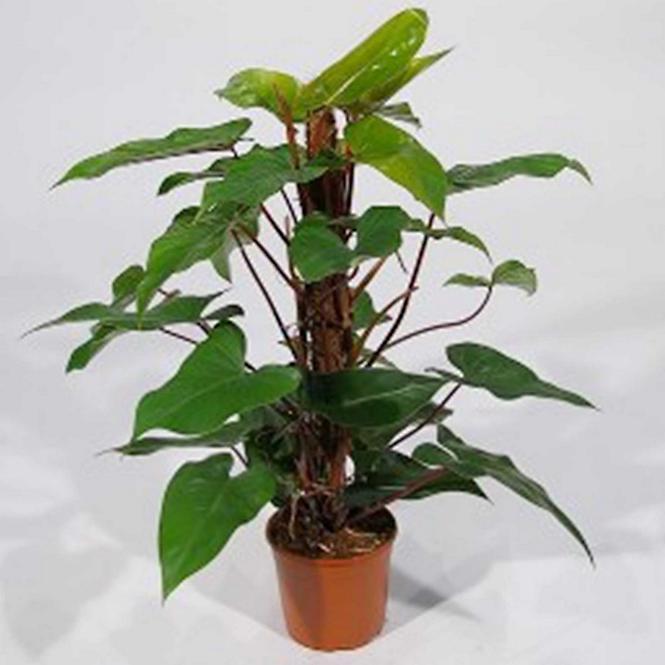 Philodendron Red  Emerald mechtyc 19/70