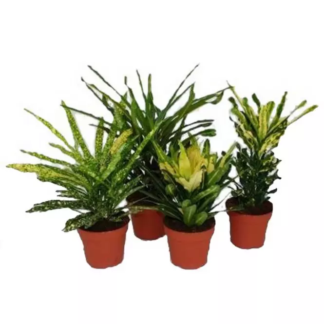 Codiaeum  mix 12/35