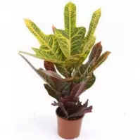Codiaeum Gr Excellent 13/40