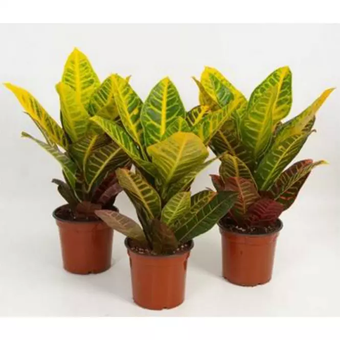 Codiaeum Gr Petra  13/40