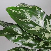 Aglaonema Maria 13/50