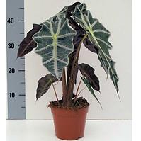 Alocasia  Polly 14/45