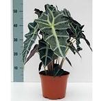 Alocasia  Polly 17/55