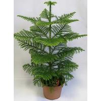 Araucaria heterophylla 17/70