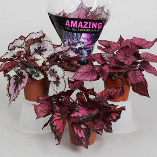 Begonia rex 12/25