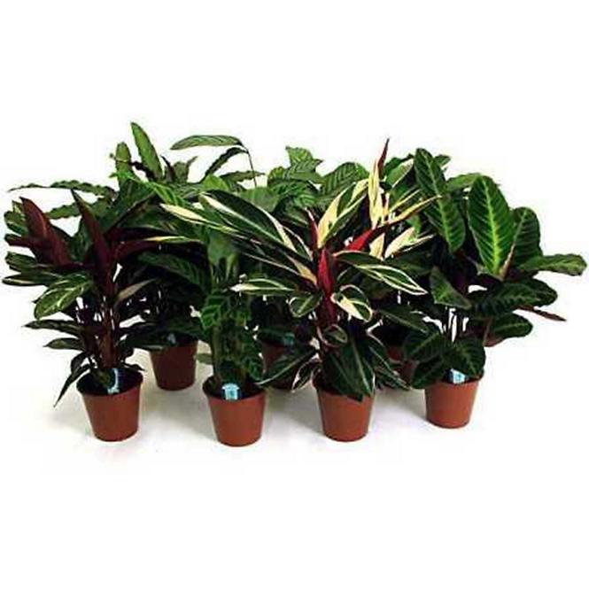 Calathea mix 19/85