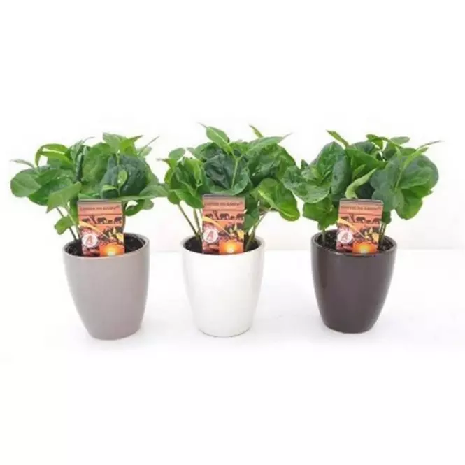 Coffea arabica v keramice 7/15