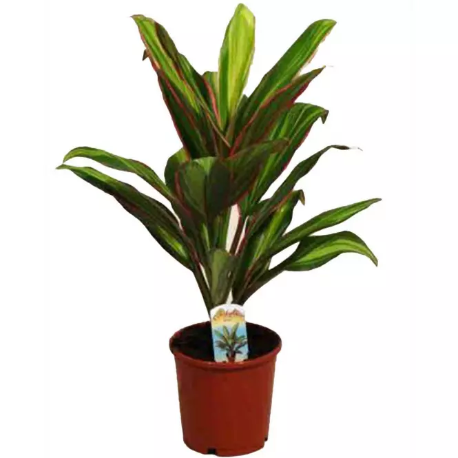 Cordyline Kiwi 12/40