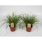 Cyperus Zumula 12/35