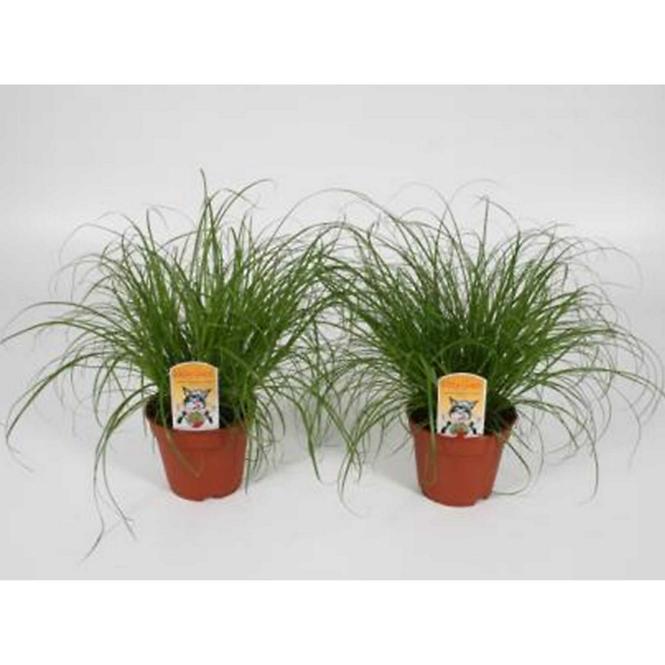 Cyperus Zumula 12/35