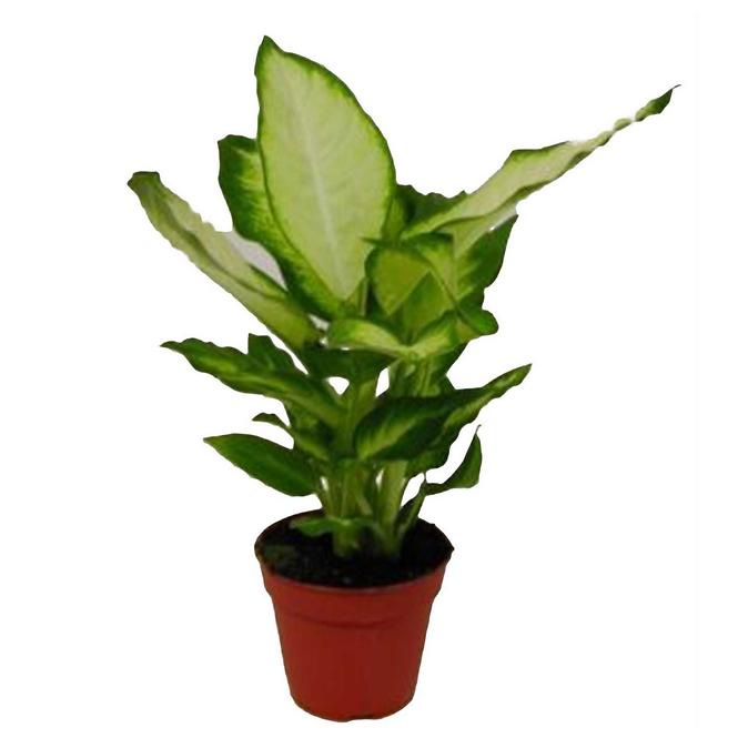 Dieffenbachia Camilla 12/40